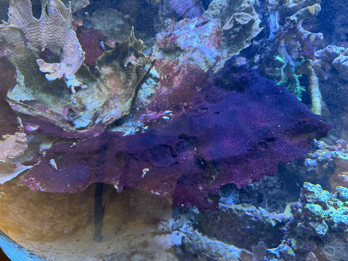 Aquarium rock and substrate covered in deep red cyanobacteria before AquaErase treatment