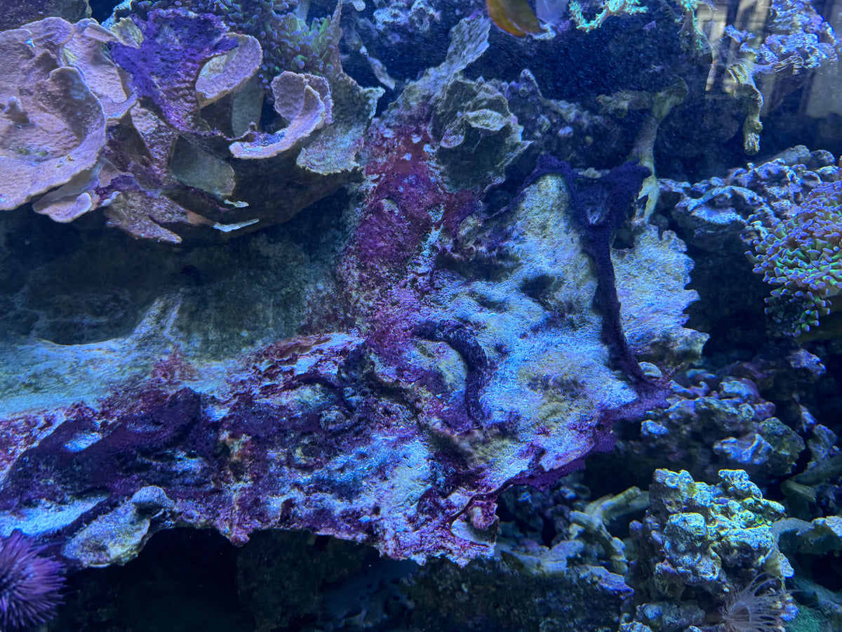 The same aquarium rock clear of red slime after AquaErase treatment