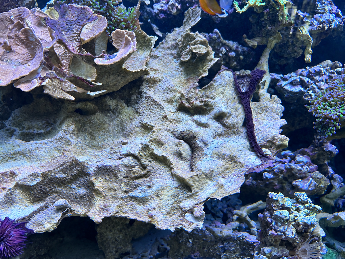 Aquarium rock and plating coral clear of red slime after AquaErase treatment, with surrounding corals visible