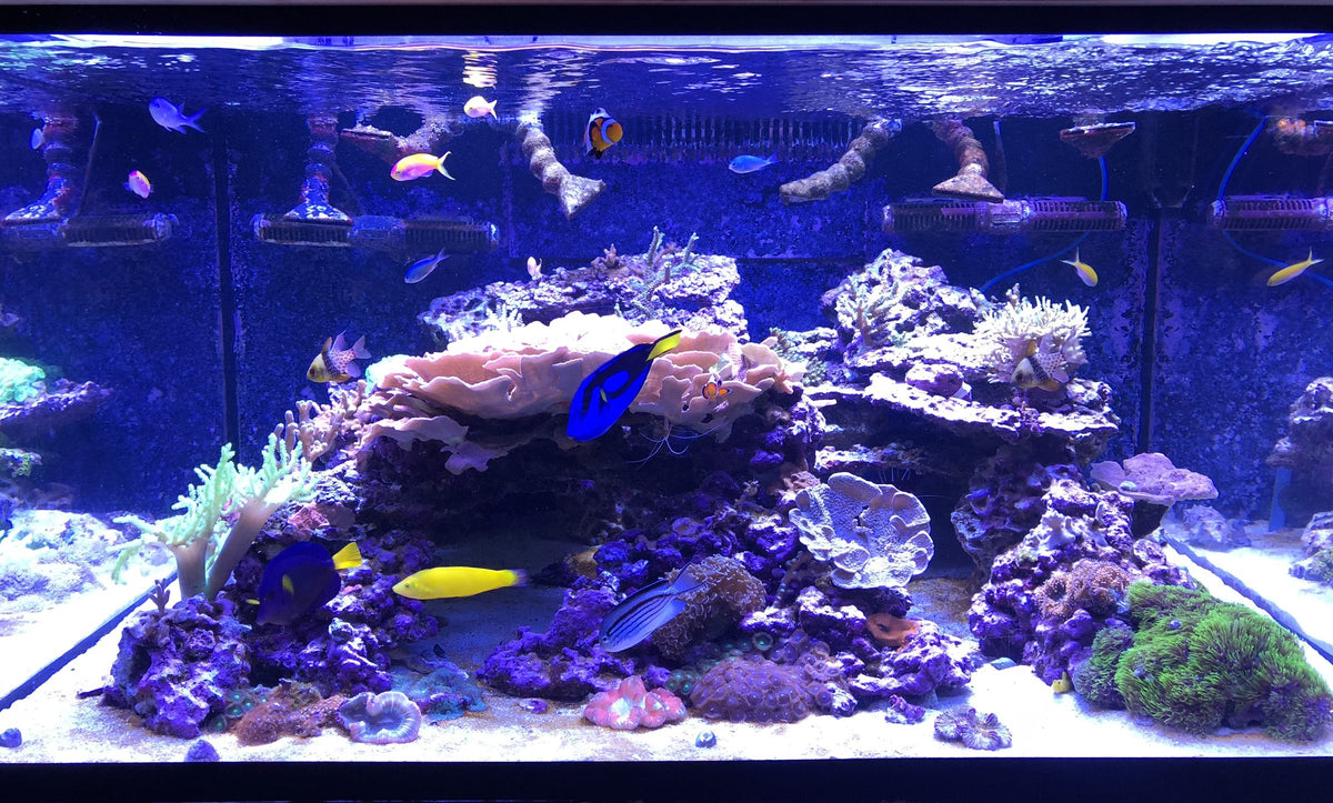 A thriving saltwater reef aquarium with healthy corals and tropical fish