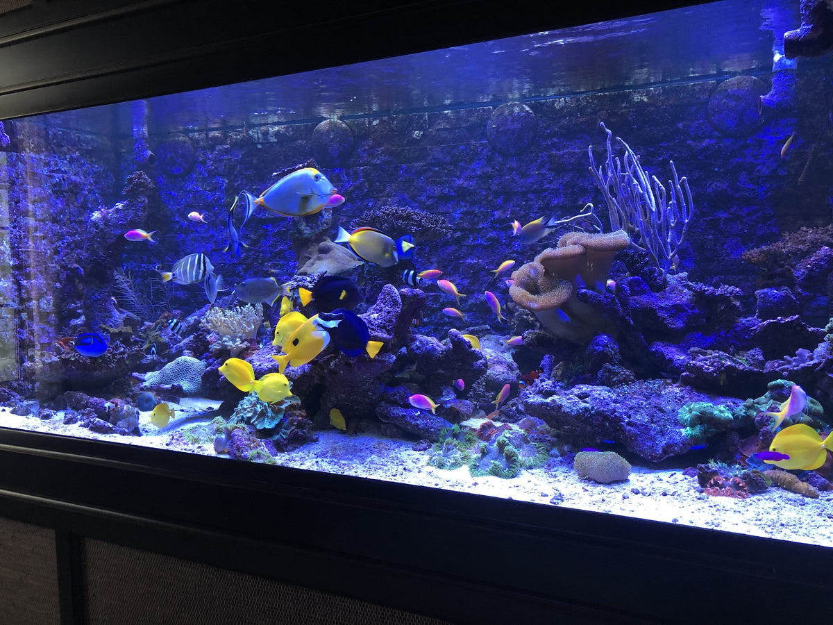 A large reef aquarium with tangs, corals and clear water